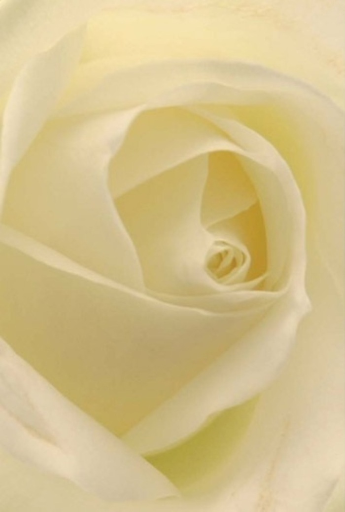 From an intimate viewpoint, the classic white rose reveals exquisite layers unfolding in serene symmetry-each creamy petal gently illuminated by soft light reminiscent of a peaceful afternoon along Barkingside High Street. Components of white and faint cream flow seamlessly together, creating an effect as if the bloom itself is delicately lit from within. The tactile experience imagined is pure luxury, each petal inviting the touch with its cool, lush surface. Drawing on a local florist's perspective in Barkingside, this composition makes a fitting tribute for monumental life moments-a thoughtful apology, a symbol of deep affection, or an elegant centrepiece for a Barkingside wedding. The rose's perfectly coiled centre signals purity and quiet resilience, and the nuanced variations in colour and shading add depth to its natural splendour. The fragrance suggested is clean and subtle, an invisible thread tying together emotion and beauty-faithfully reflecting the artistry and care found at Flowers Barkingside, where tradition meets personal connection.